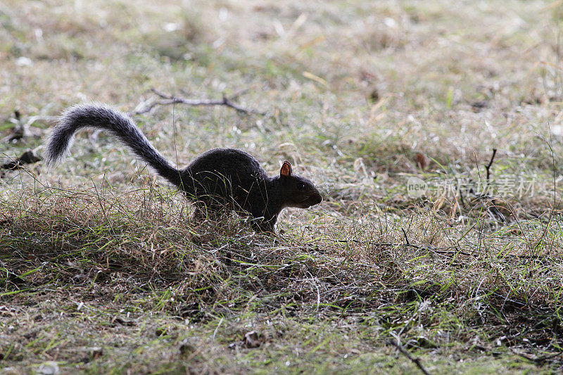 灰松鼠Sciurus carolinensis剪影尾巴延伸